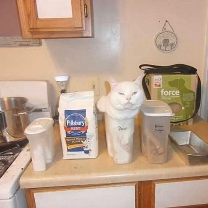 20 странных поступков котов, которые невозможно объяснить логикой