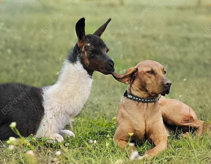 20 редких раскрашенных фото животных из прошлого века