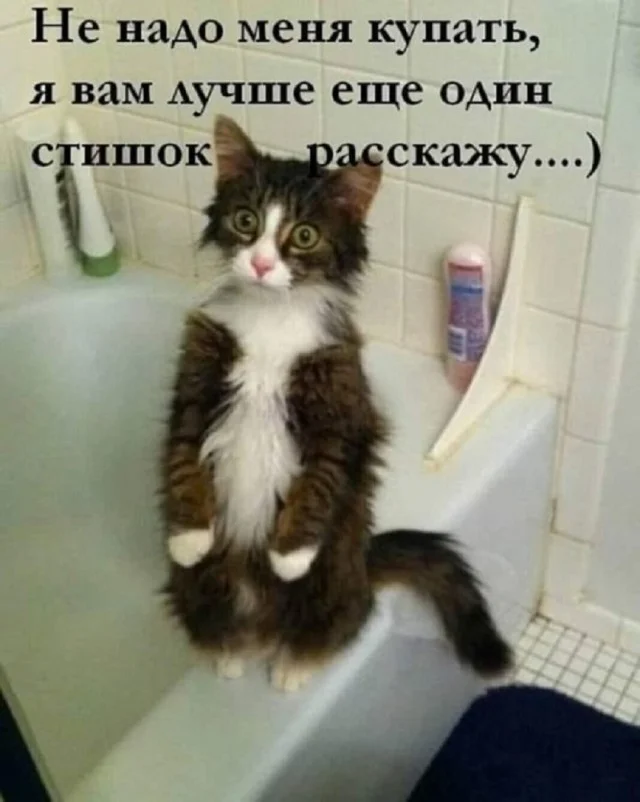 Кото-юмор