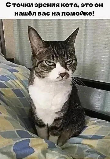 Кото-мемы