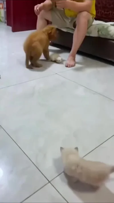 Страшнее кошки зверя нет