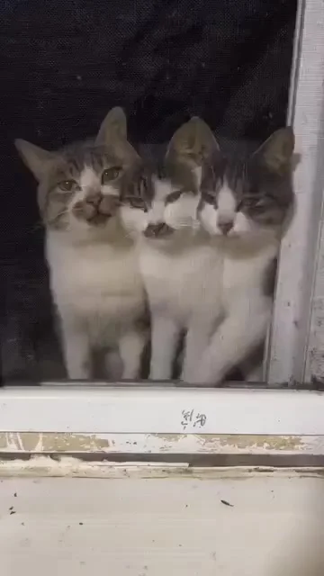 Котовое. Троекотие