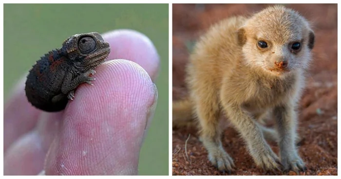 30 снимков малышей, способных развеять любую грусть