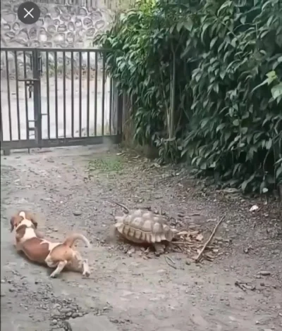 Сегодня играем в черепаху!