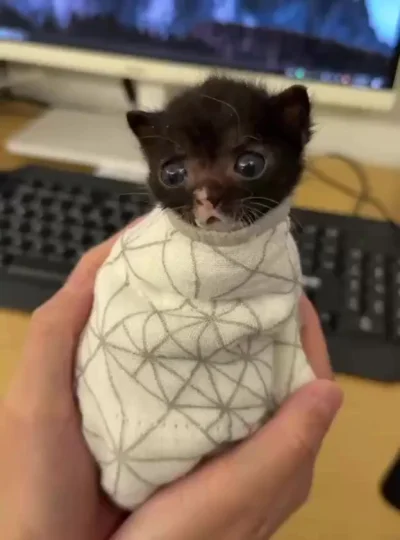 Шаурмишечка