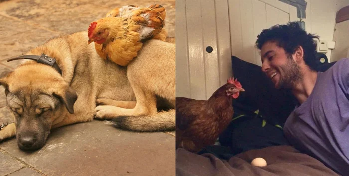 Что происходит с курами, когда в курятнике нет петуха