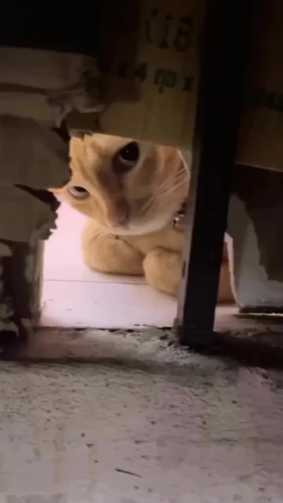 Котовое. Разнокотие