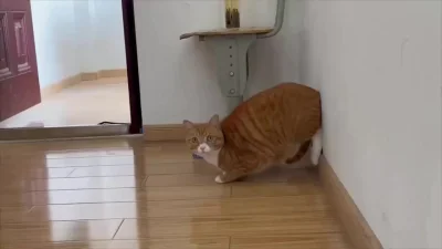На старт, внимание, кушоц!!!!