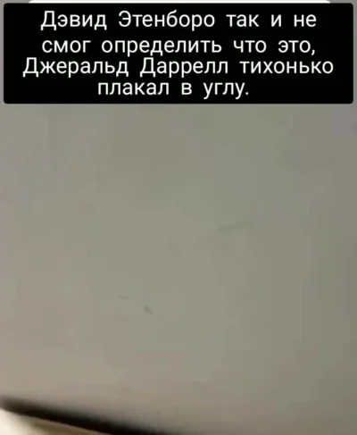 Шерсть 2.0