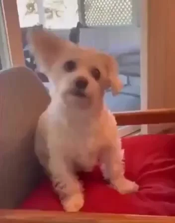 Всю информацию пытается слушать внимательно