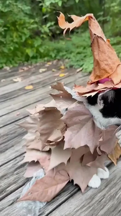 Кота-волшебника заказывали?