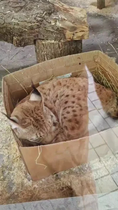 Рыська в коробушке