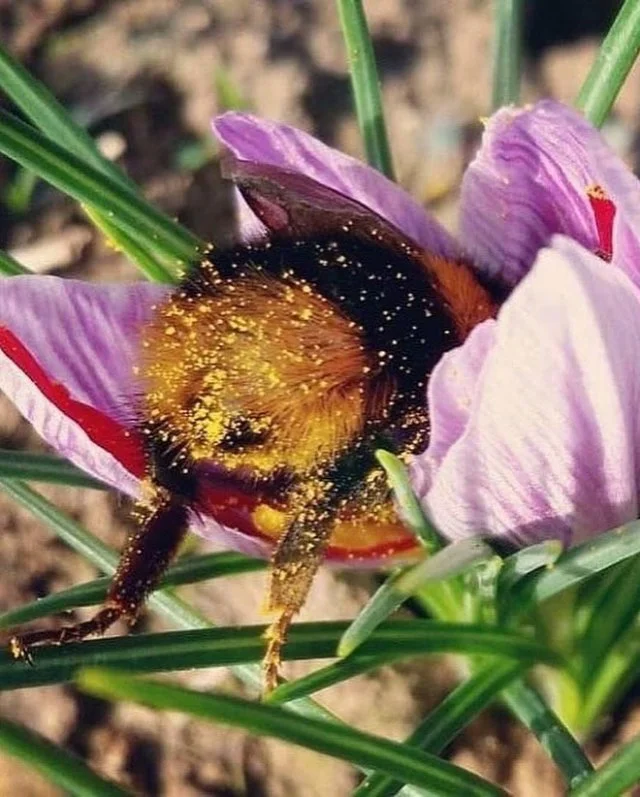 Как отдыхают шмели: трогательные фото спящих тружеников природы