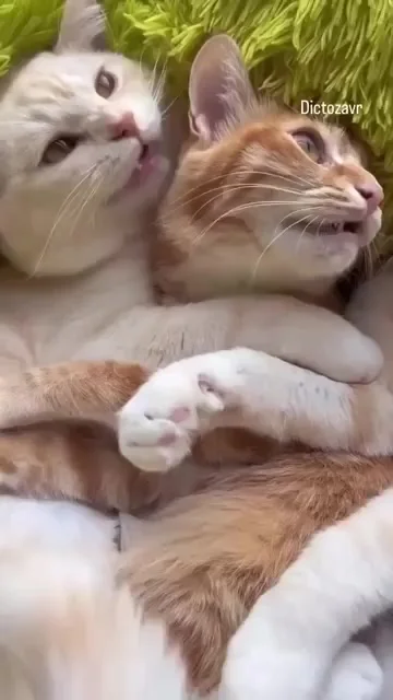 Всегда говори да