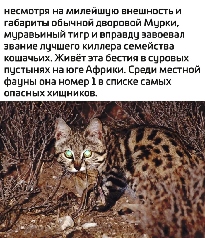 Разные тигрята