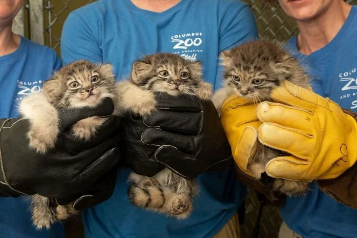 Манул: пушистый снаружи, яростный внутри — мнения очевидцев 😼