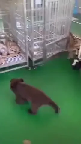 Мишутка хулиганит