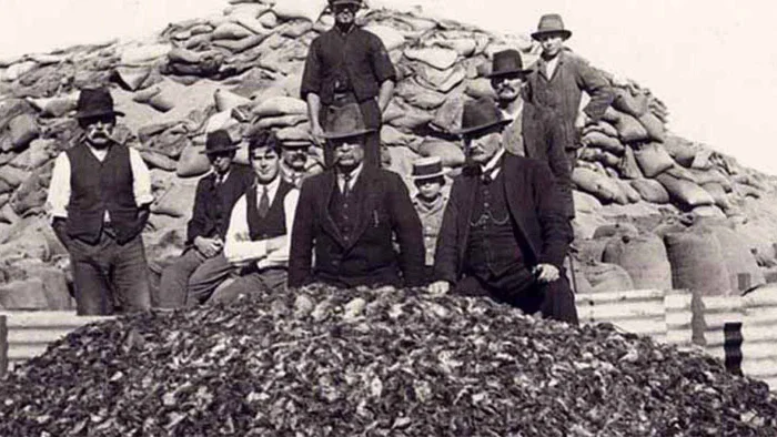 Нашествие мышей в Австралии: когда грызуны захватывают континент