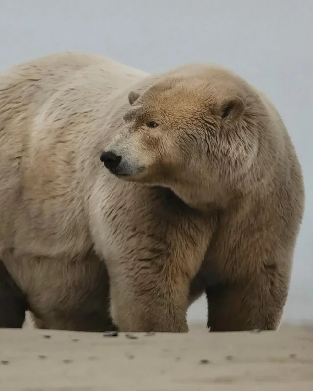 Повелитель буфета: как медведь из Аляски стал самым толстым