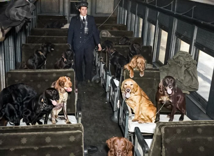 20 раскрашенных ретро-фото собак, которые гарантированно поднимут настроение