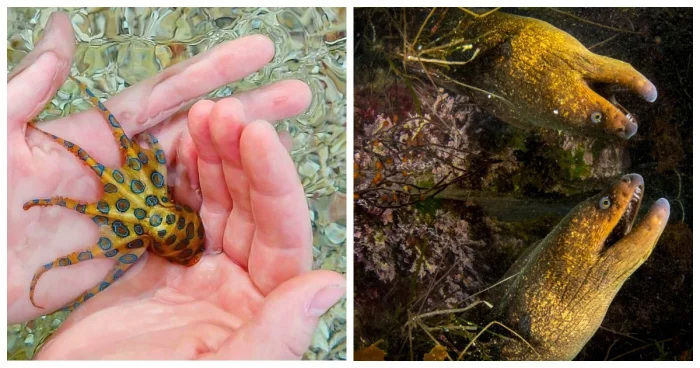 Подводное волшебство: 20 снимков удивительной красоты океана