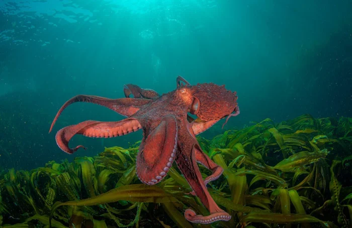 Подводное волшебство: 20 снимков удивительной красоты океана