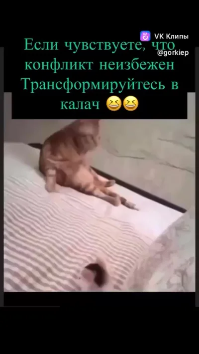 Кот-броненосец