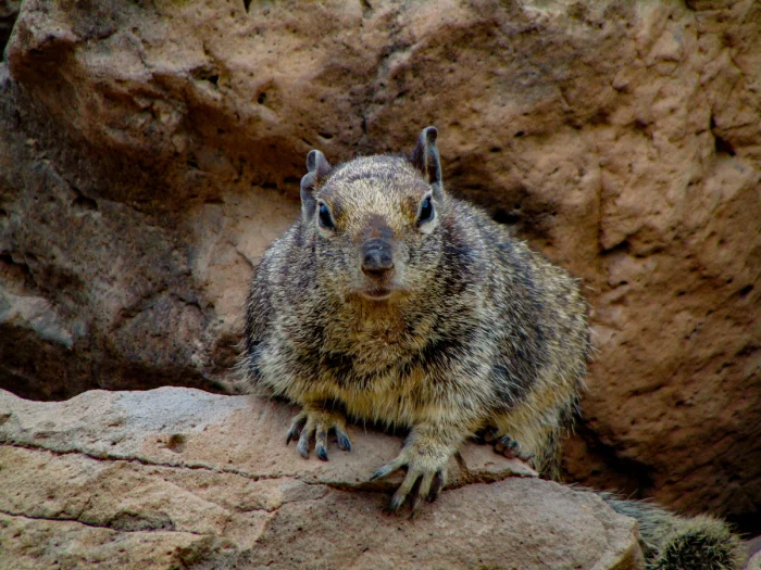Суслик-воин: как маленький грызун использует кожу змей против них