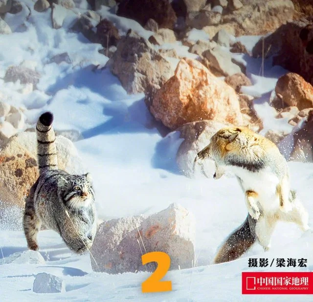 Тибетский лис против манула: редкие кадры неожиданной схватки