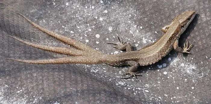 Топ-5 существ, способных восстанавливаться почти из ничего: прирожденные бессмертные