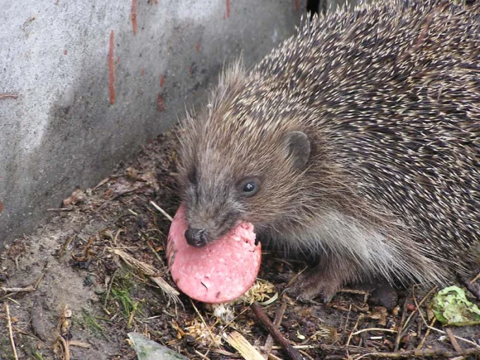 Все ёжики России: знакомимся с шестью видами колючих обитателей