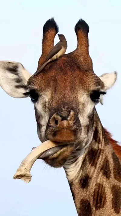 Жираф жуёт косточку