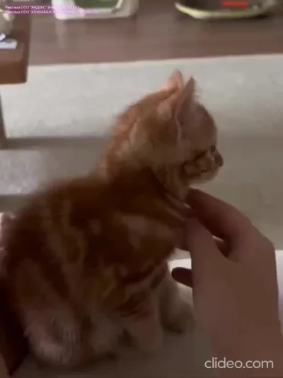 Дамочька, с вас хватет…