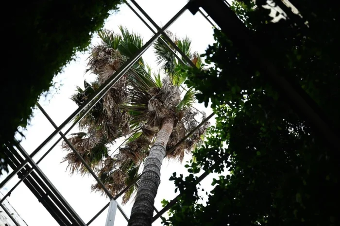 🌴 Самая высокая пальма России