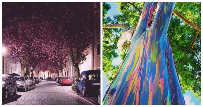 15 удивительных деревьев, чья красота кажется нереальной