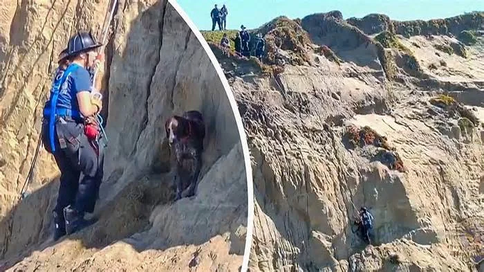 Пожарная служба Сан-Франциско спасла собаку, упавшую с обрыва