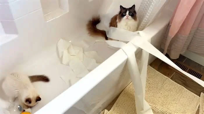 Дерзкие кошки c невинным видом