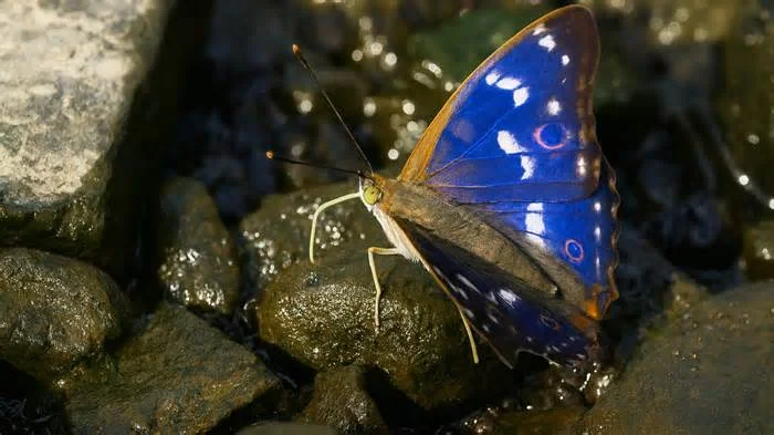 Красивые бабочки в природе
