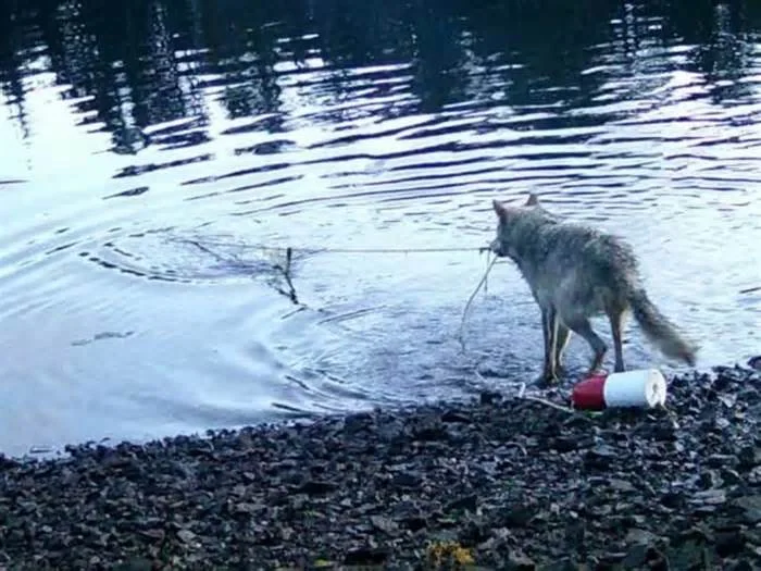 Волчья рыбалка (возможно AI)