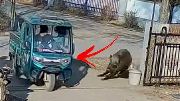 Столкновение пикапа с диким кабаном