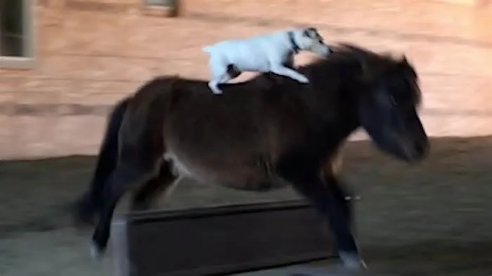 Мне б лошадку вороную, рысью прокатиться. Опа! Опа!