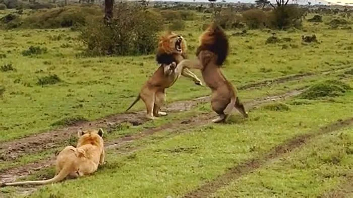 Пока "бывшый" и "нынешний" выясняют отношения, сочная "невеста" дала дёру