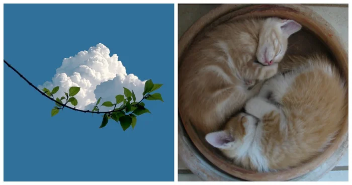 20 фото, где идеальная гармония превратилась в настоящее искусство