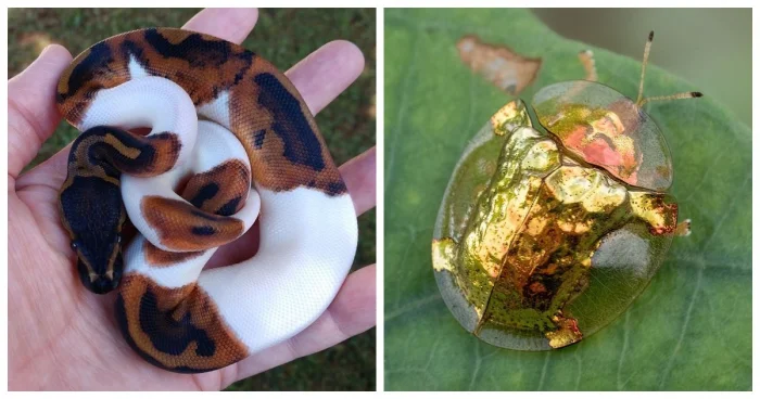 20 редких природных оттенков, которые выглядят почти нереально