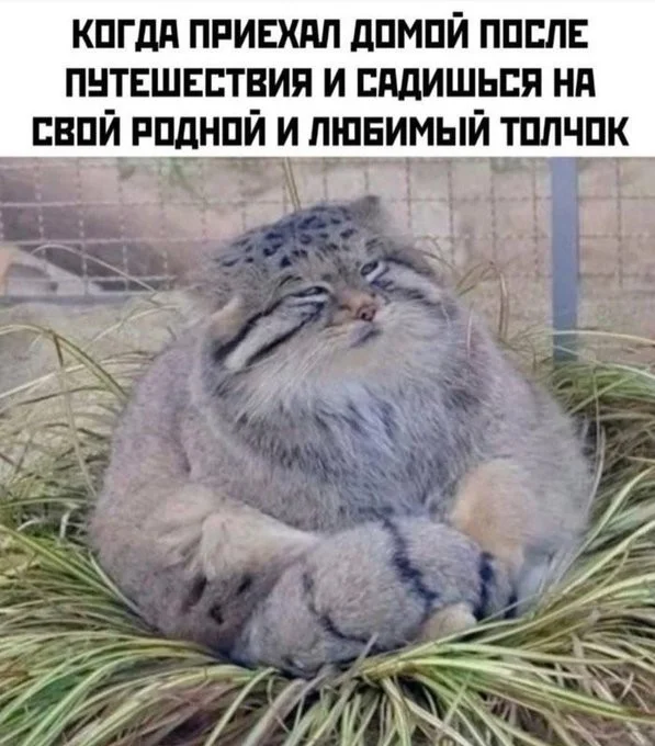 Мемы с надписями