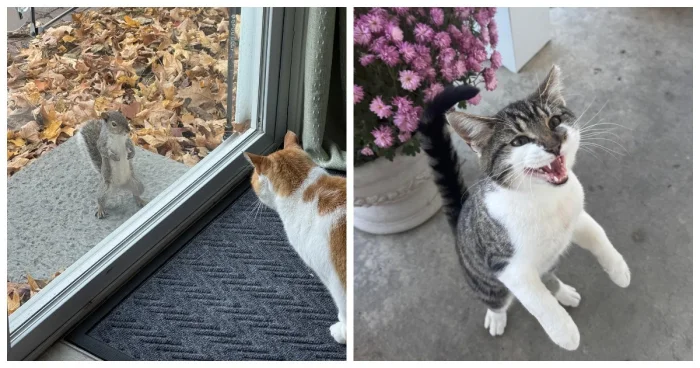 22 привычки и забавные ритуалы котиков в ноябре