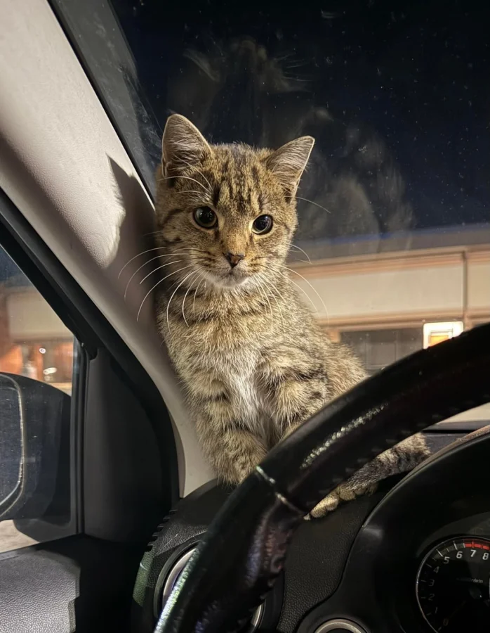 22 привычки и забавные ритуалы котиков в ноябре