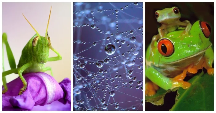 Макросъёмка, показывающая невидимое: 22 снимка, от которых захватывает дух