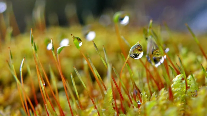 22 фотографии, показывающие, что целая вселенная прячется в деталях