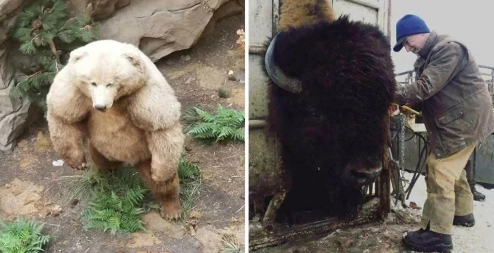 25+ снимков необычно гигантских предметов и живых существ